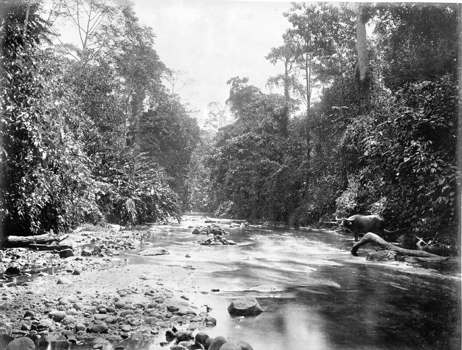 Sungai Mencirim. Foto oleh G.R. Lambert & Co. (1880-1895)