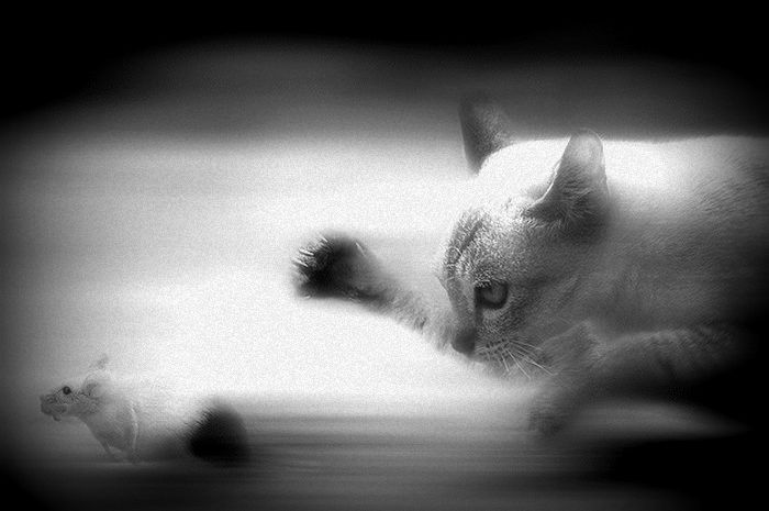 ilustrasi tikus dan kucing